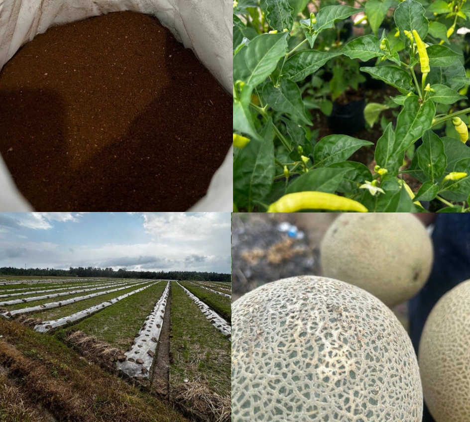 AOBF results collage showing healthy soil, vibrant chili plants, farm rows, and fresh melons