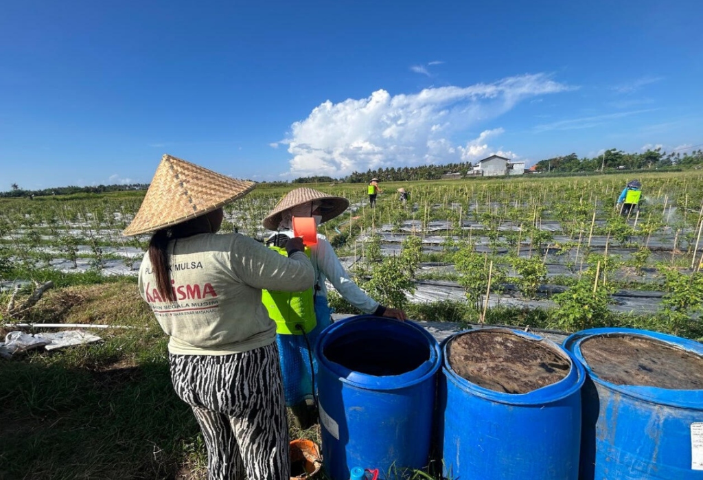 Field workers applying AOBF from blue barrels to crop rows in Indonesia