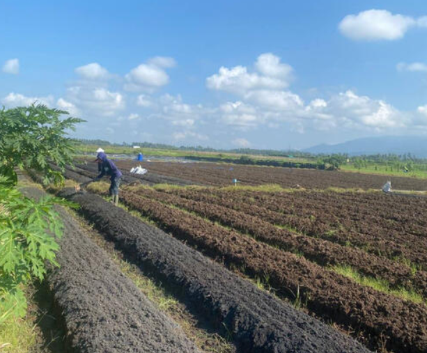 Farmers preparing soil rows for AOBF application in Bali agricultural field