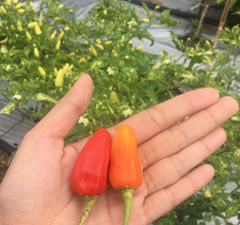 Proven Chili Pepper results showing healthy vibrant crop yield