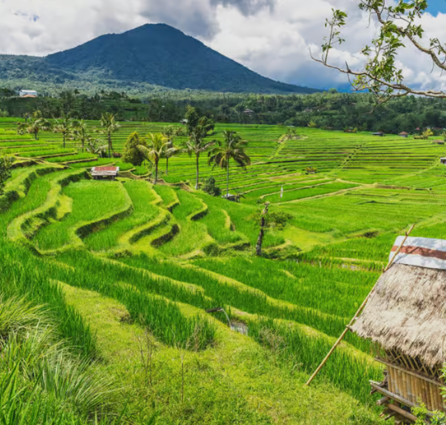 Proven Rice Harvest enhancement results showing lush green paddy fields