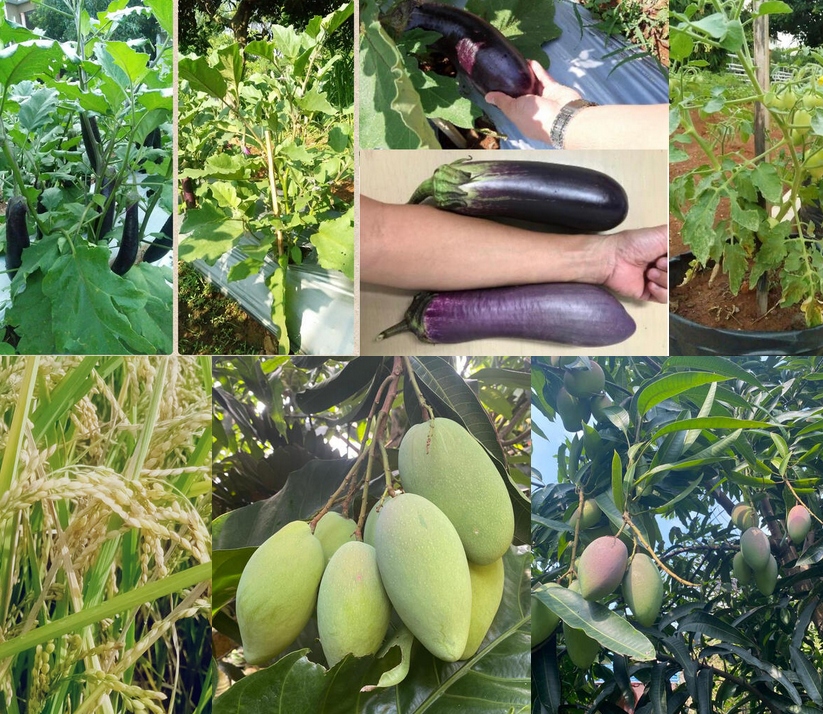 Eggplant and various vegetable crops showing healthy growth with AOBF